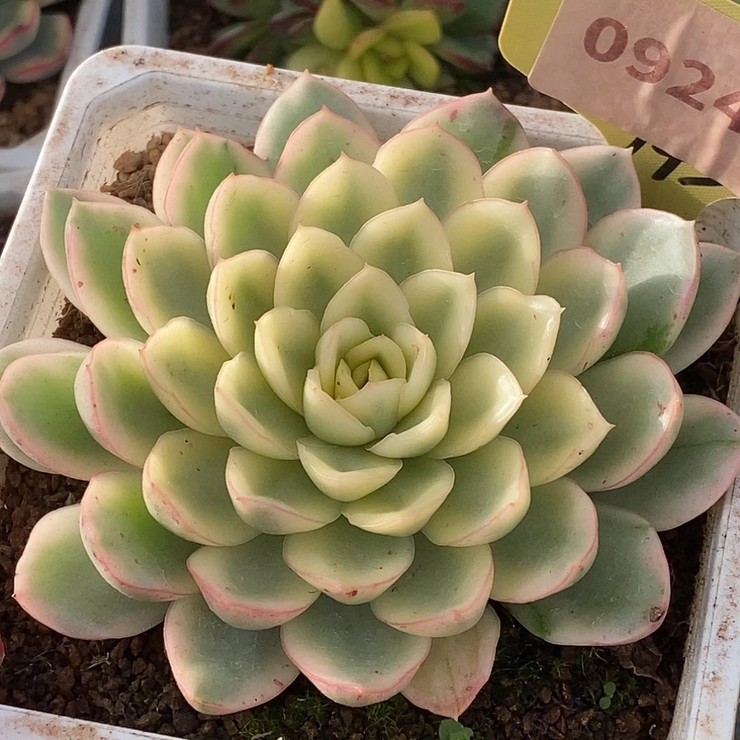 924黄玫瑰锦哈哈哈哈哈