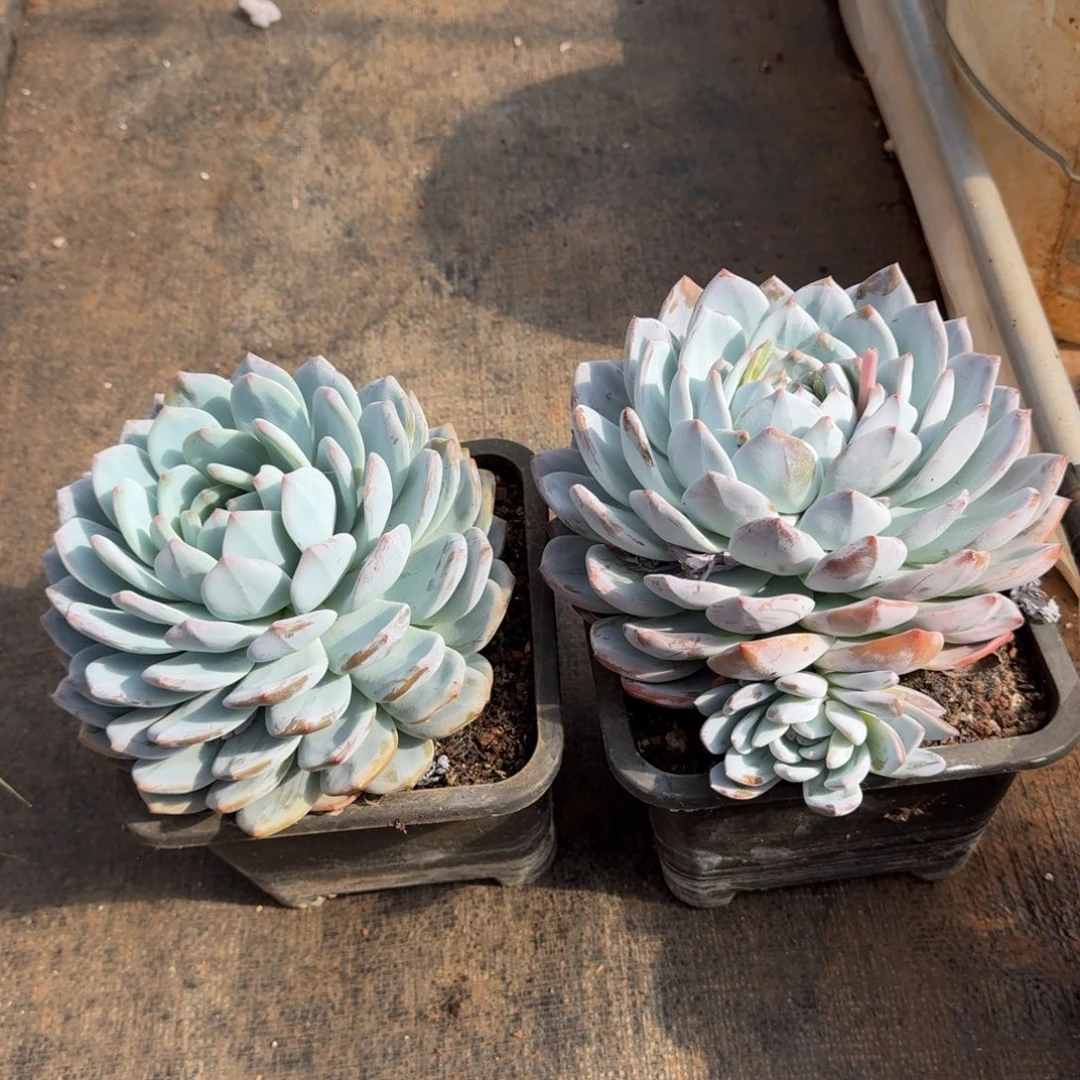 2个180黑方单头橙梦路5号棚