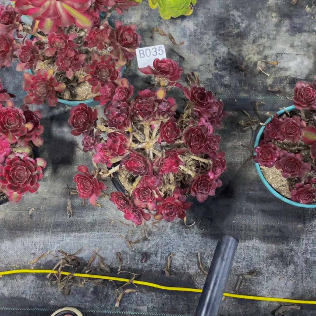 风***飘香奈儿多肉      035