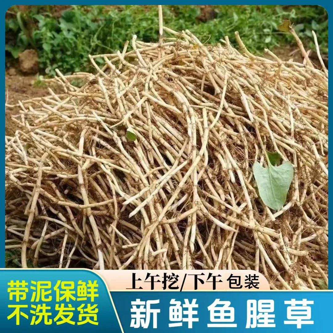 湖北现挖新鲜鱼腥草带泥保鲜节节根新嫩根凉拌菜折耳根搅拌蔬菜