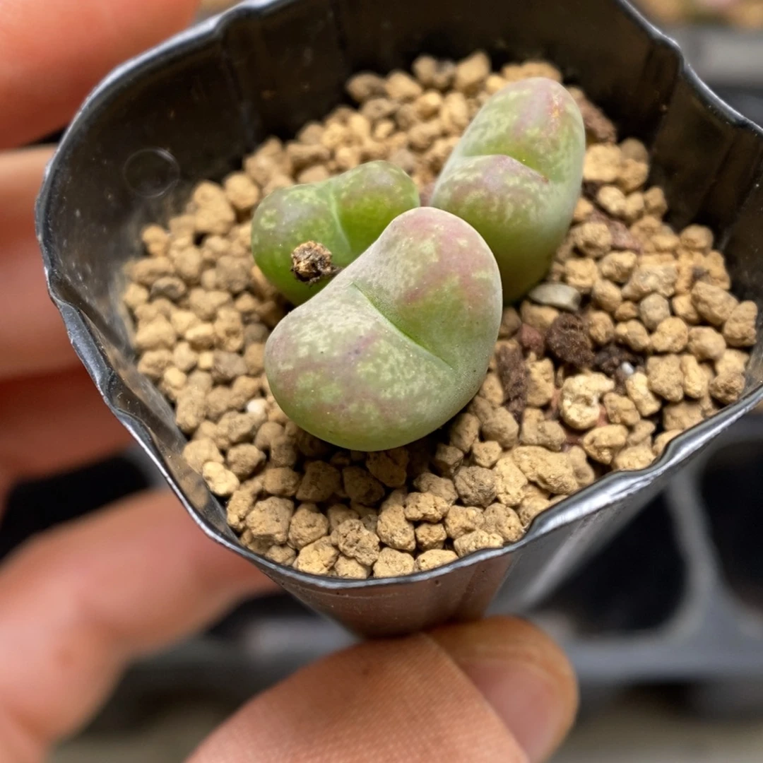 多肉植物肉锥杂交K-3612 墨杂