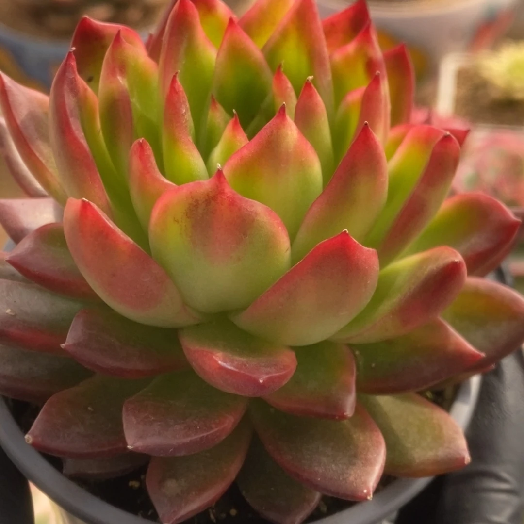 291东云杂锦锦锦锦锦