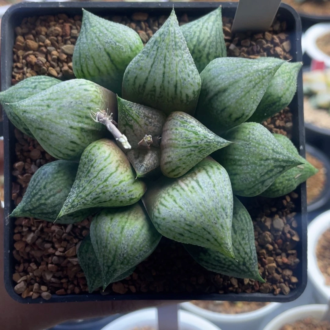 23.十二卷多肉桃源乡白银。