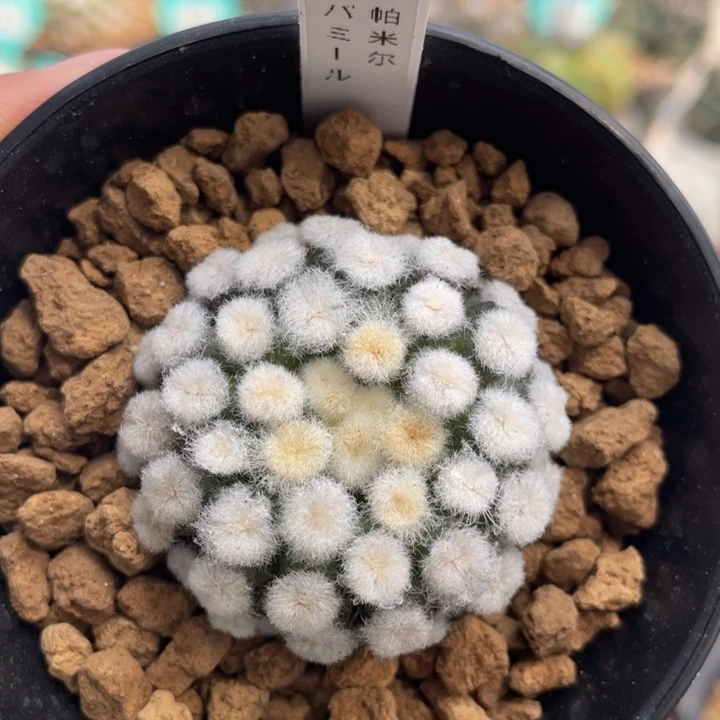 帕米尔  侧芽自根