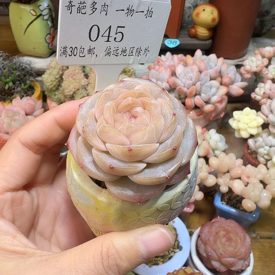 045 多肉含盆土 30元包邮除偏远