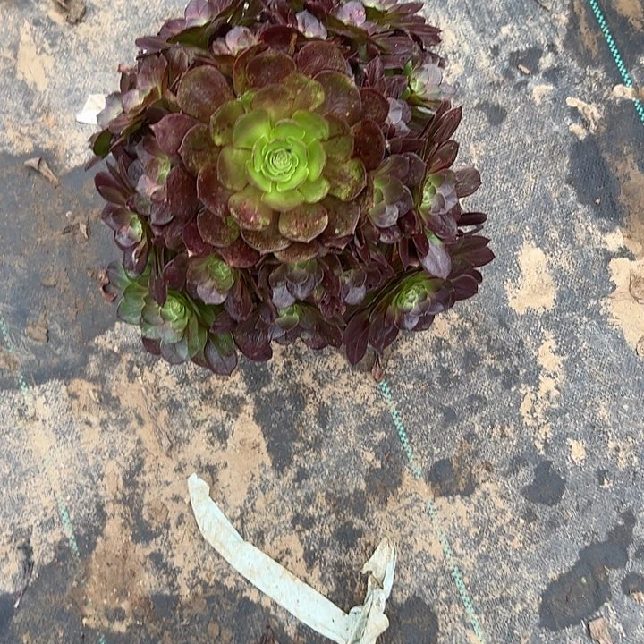 多肉法师植物链接28