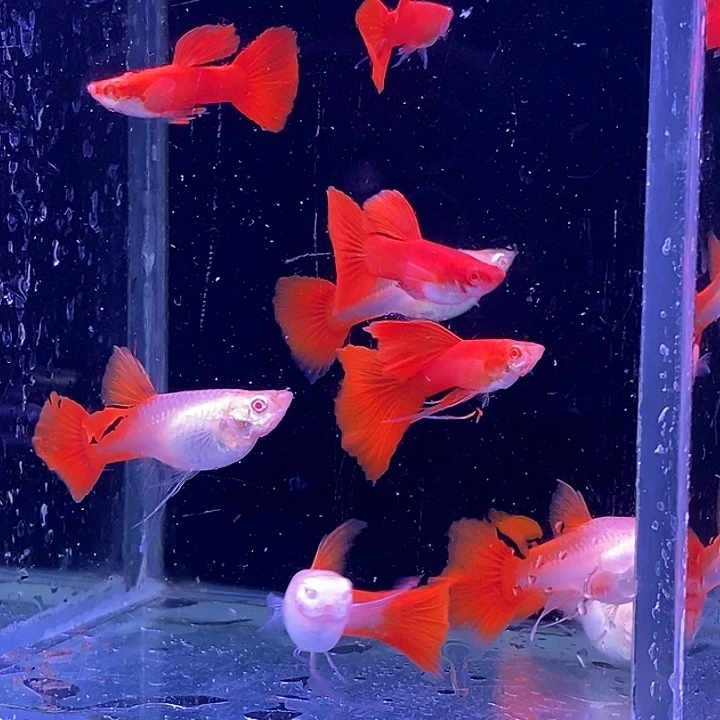 孔雀鱼血红飘带10条包邮