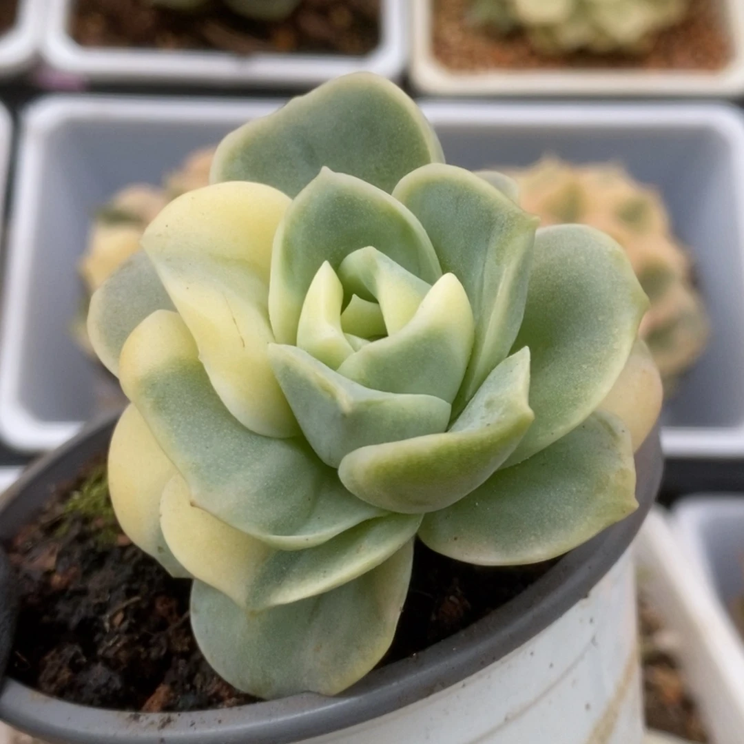 671可爱玫瑰锦锦锦锦锦锦