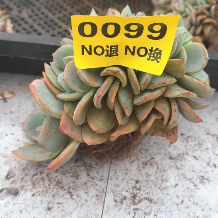 99号血凤出腿缀化