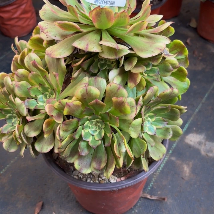 瑞妈多肉园艺409。沙皇。