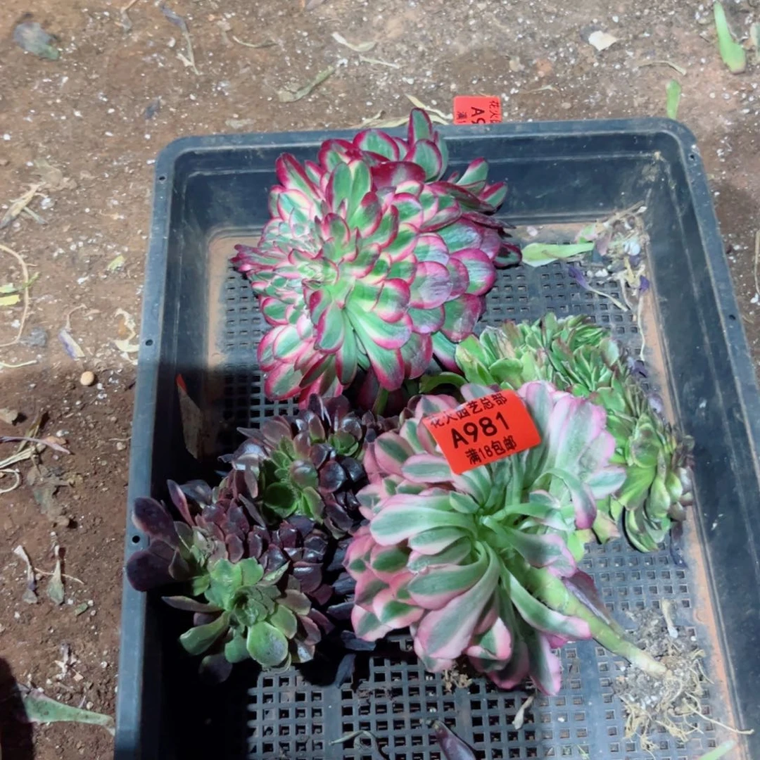 组合981多肉植物