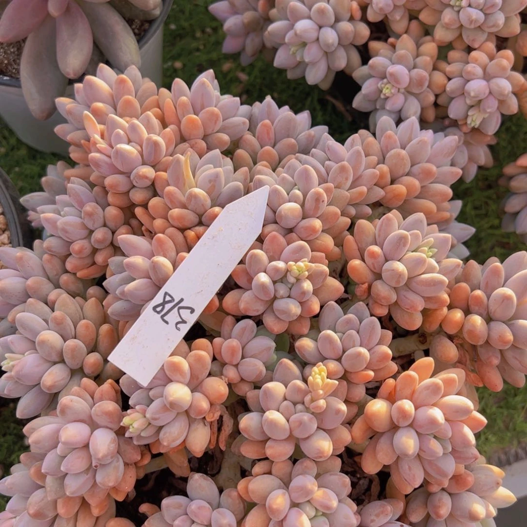 香玉等多种名贵的产品和