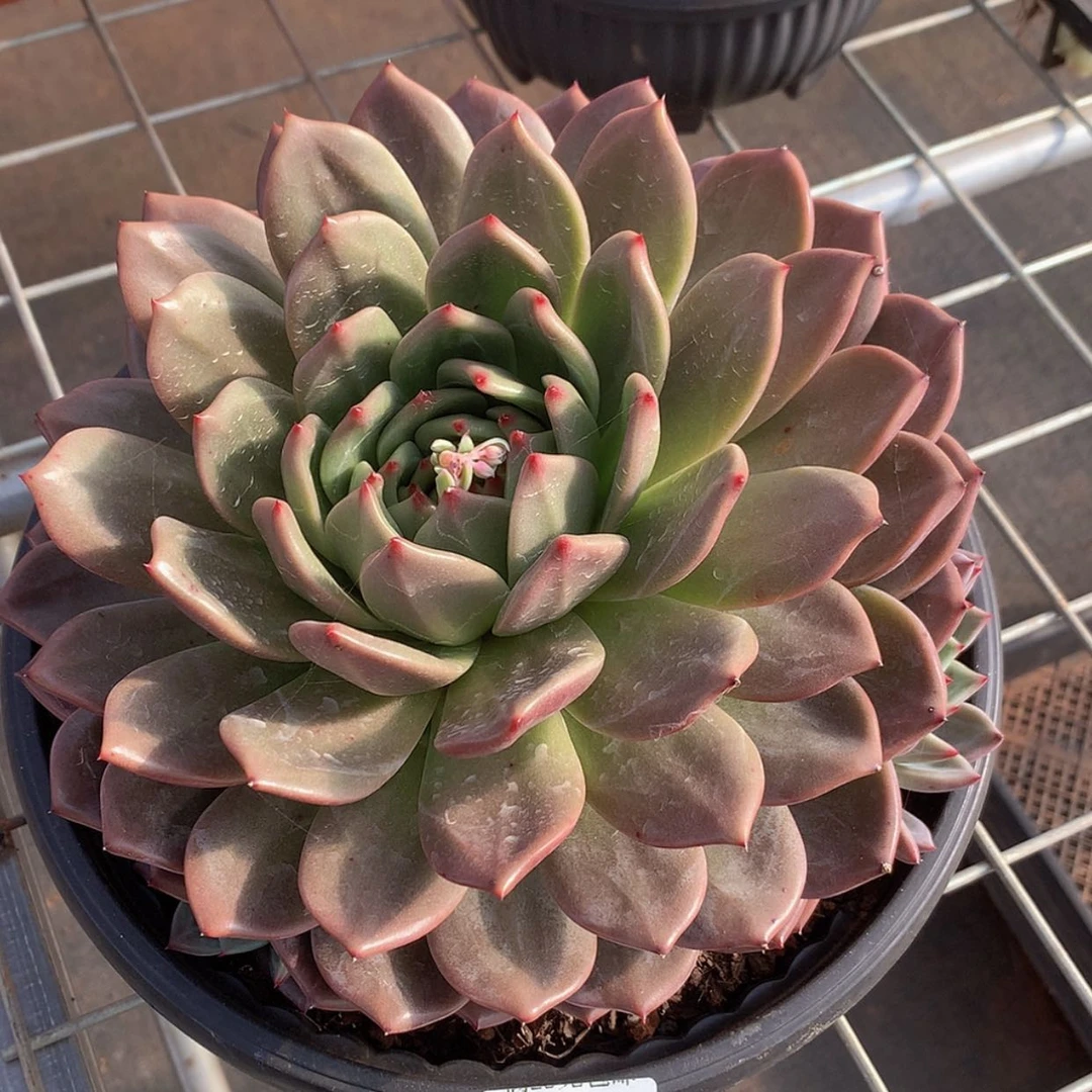 【闪购商品】云932号三十厘米