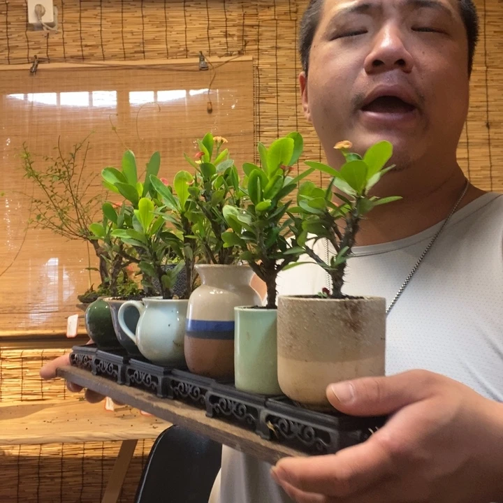 四方托盘虎刺梅一盆器型随缘带盆发货