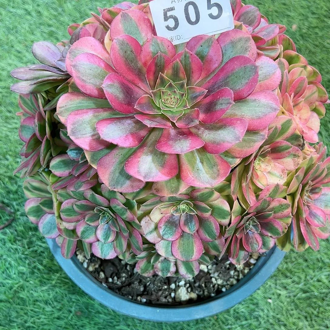 无花朵505雨荷法师