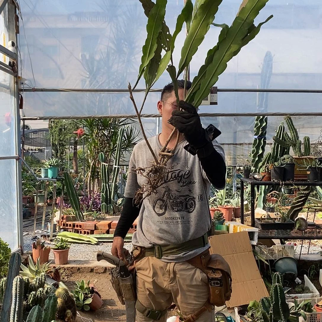 一物一拍。昙花两颗