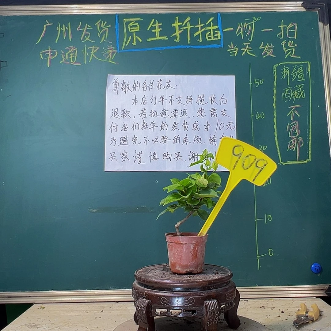 当前无花栽培后可以开花牙买加白掌中宝 909
