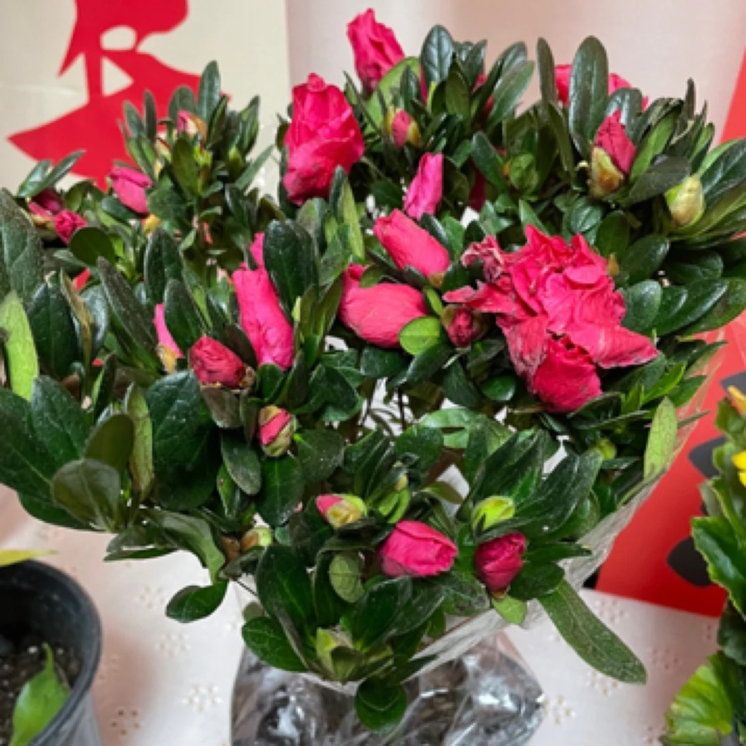 杜鹃 花期刚刚好