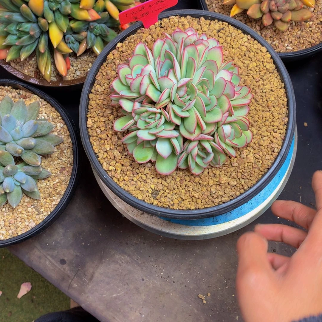 牡丹亭朵朵缀化多肉植物