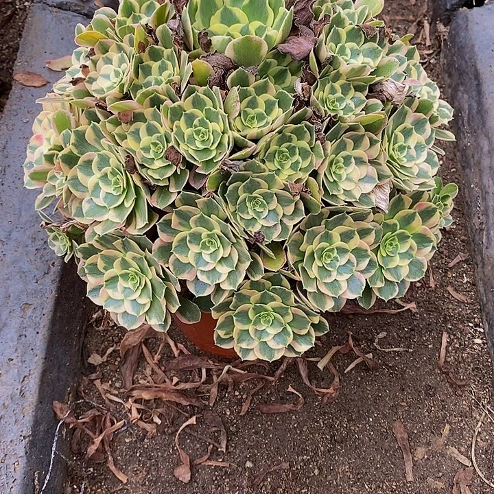 红***梅多肉七彩石343多肉植物