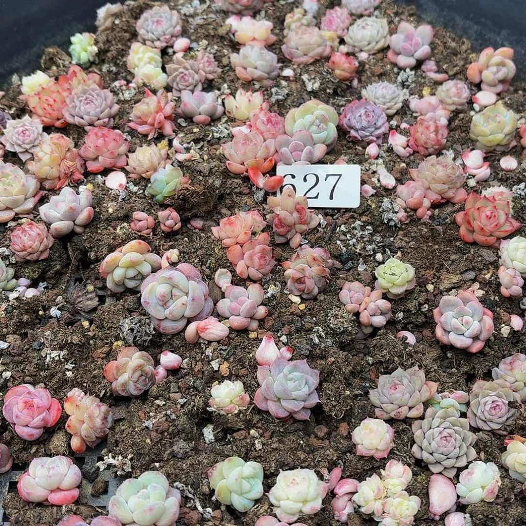 多肉植物多肉植物627