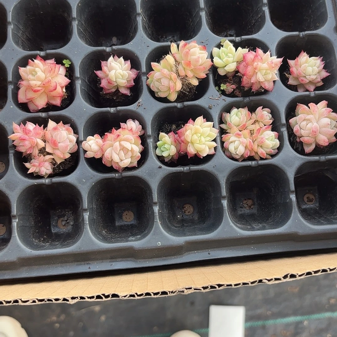 玛***丽精品小穴苗多肉10颗