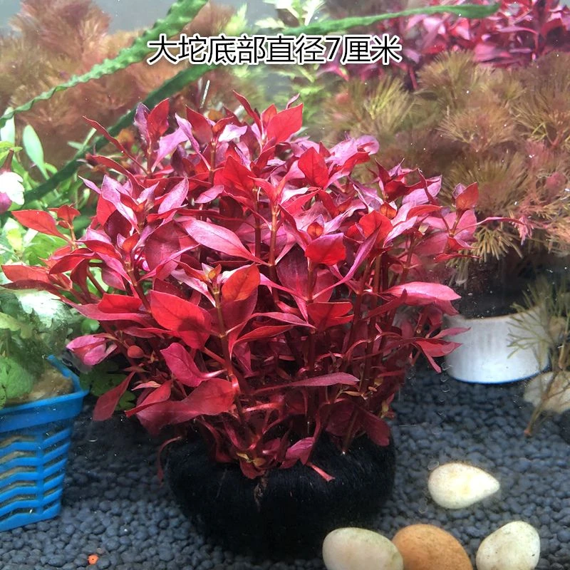 【紫红丁香坨草】新手真水草鱼缸造景中后景有茎类水草增氧净化水质