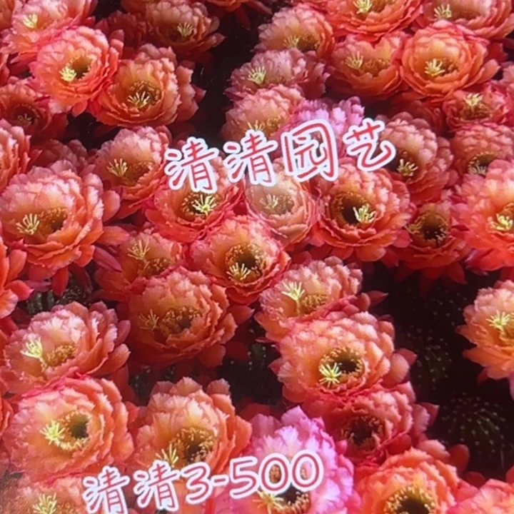 清清3-500侧牙瑕疵歪短刺