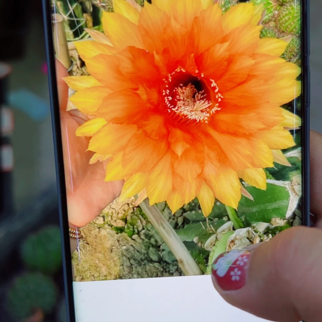 下35彩草98 歪无根侧芽4公分左右20包邮