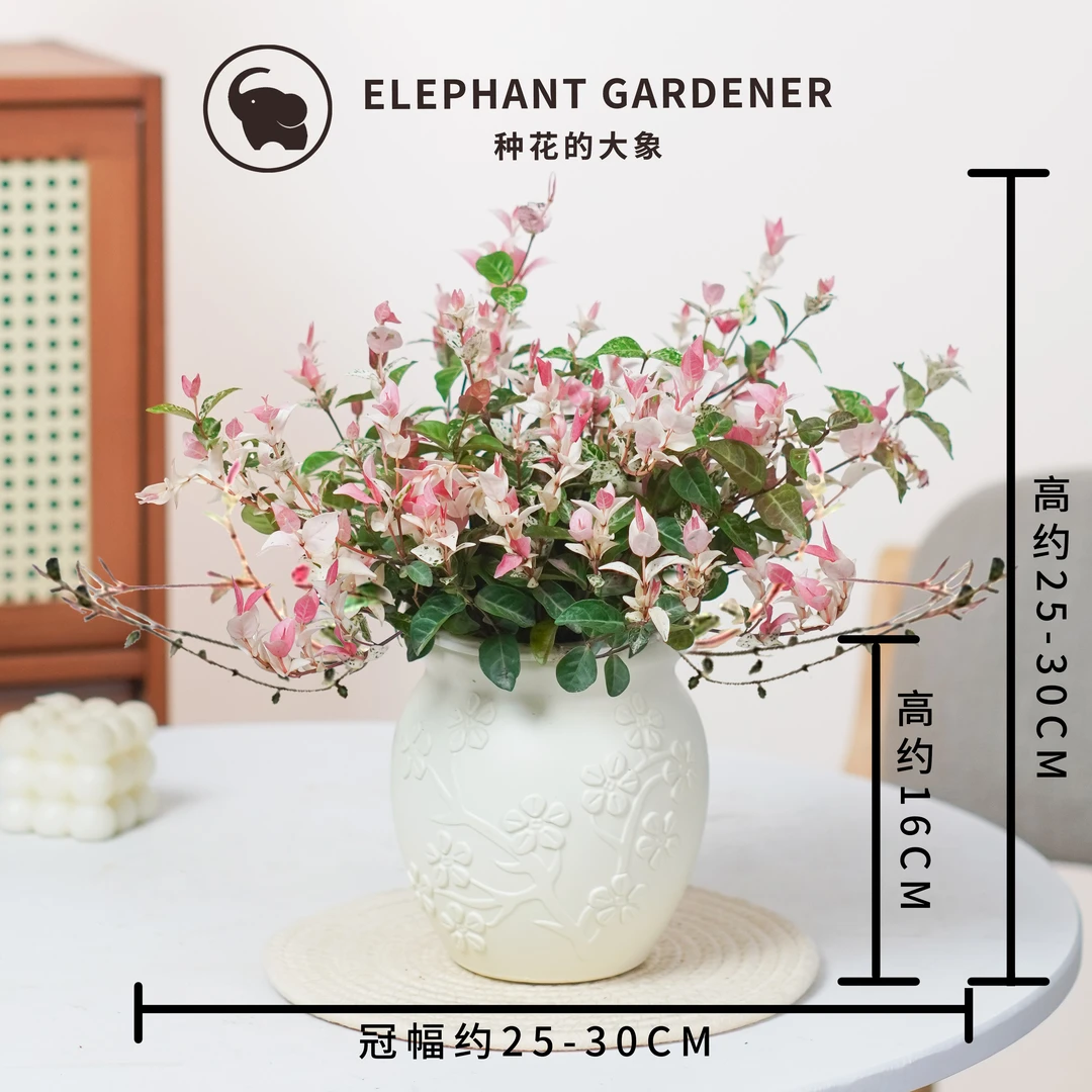 花叶络石室内绿植花卉绿植盆栽清新四季庭院观景客厅观赏绿植海棠