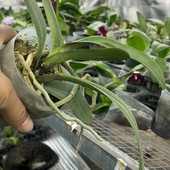 当前无花栽培后可以开花黄袍植株变异3.5