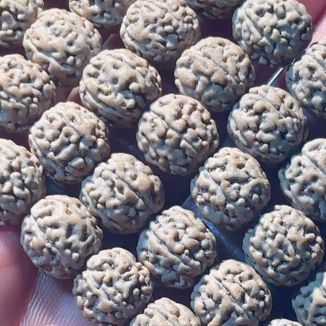 （***）印度尼西亚小金刚葛地利纯血一代龙8大加长串