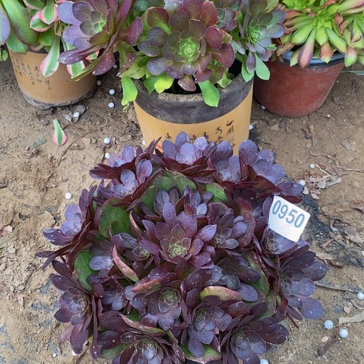 950桃花石绣球新桩