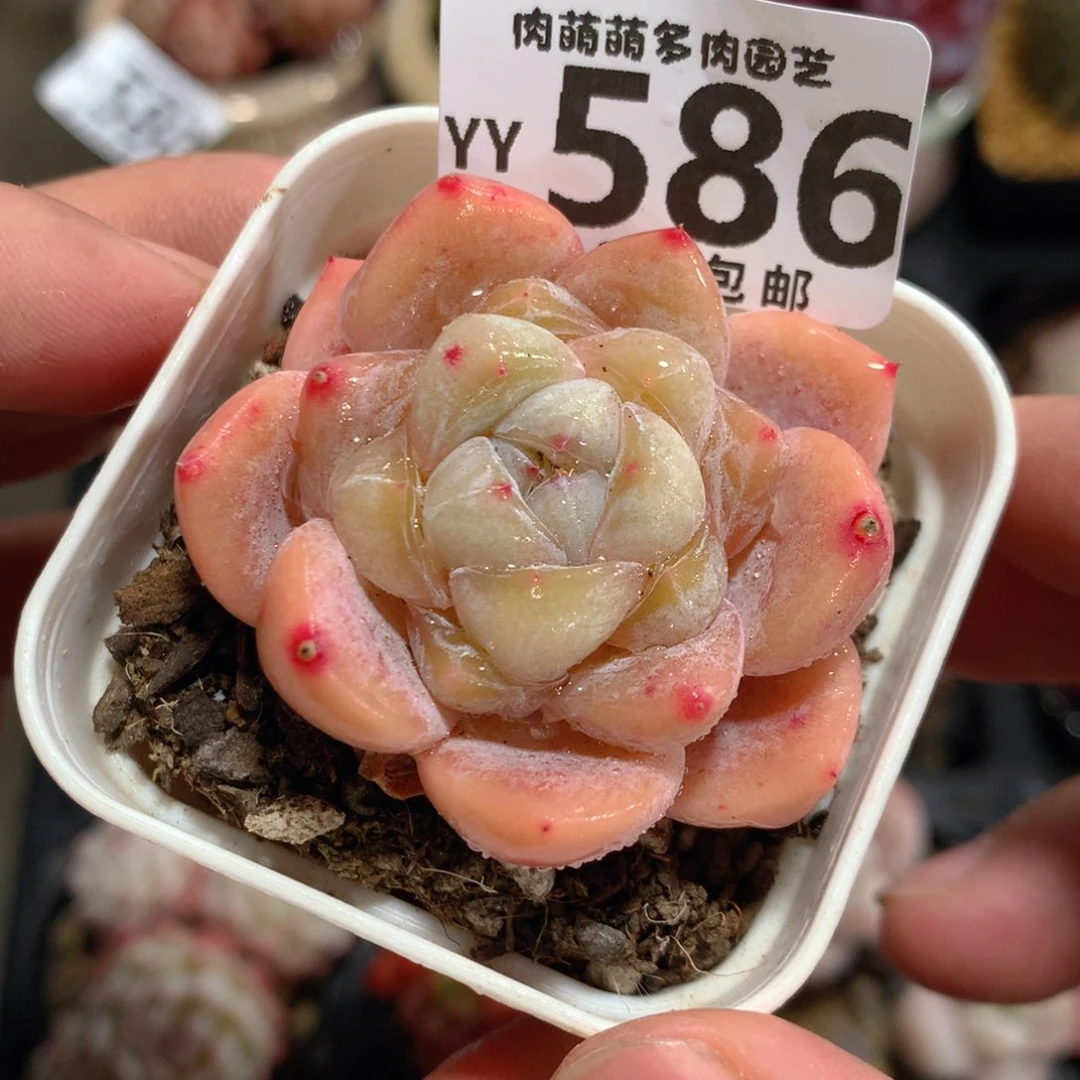 5CM拇指盆精控多肉YY586