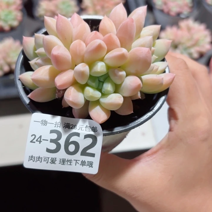 星空美人无盆土发货无盆土发货