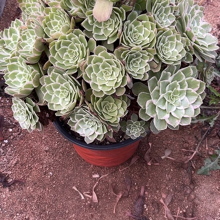 多肉植物万彩灯锦……