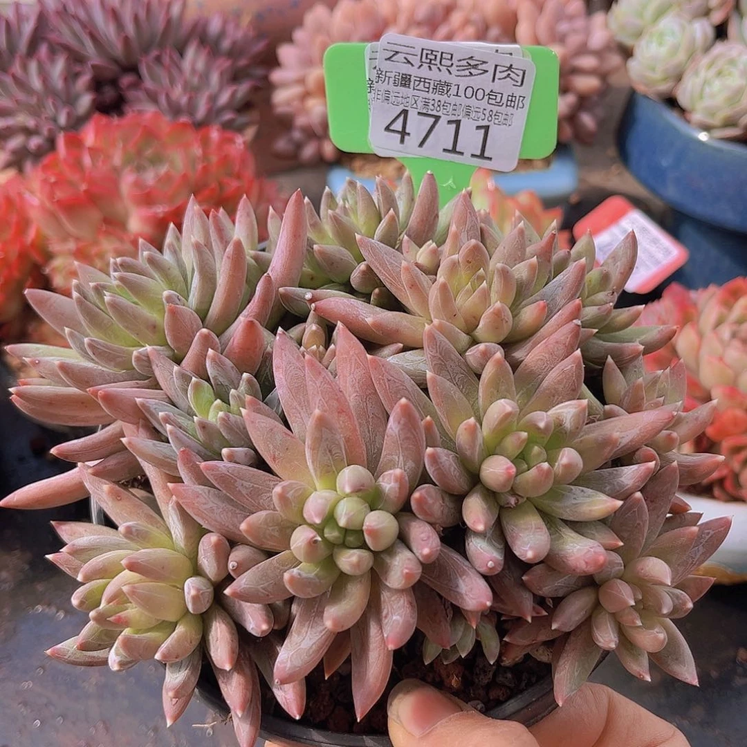 4711炫彩星多肉植物