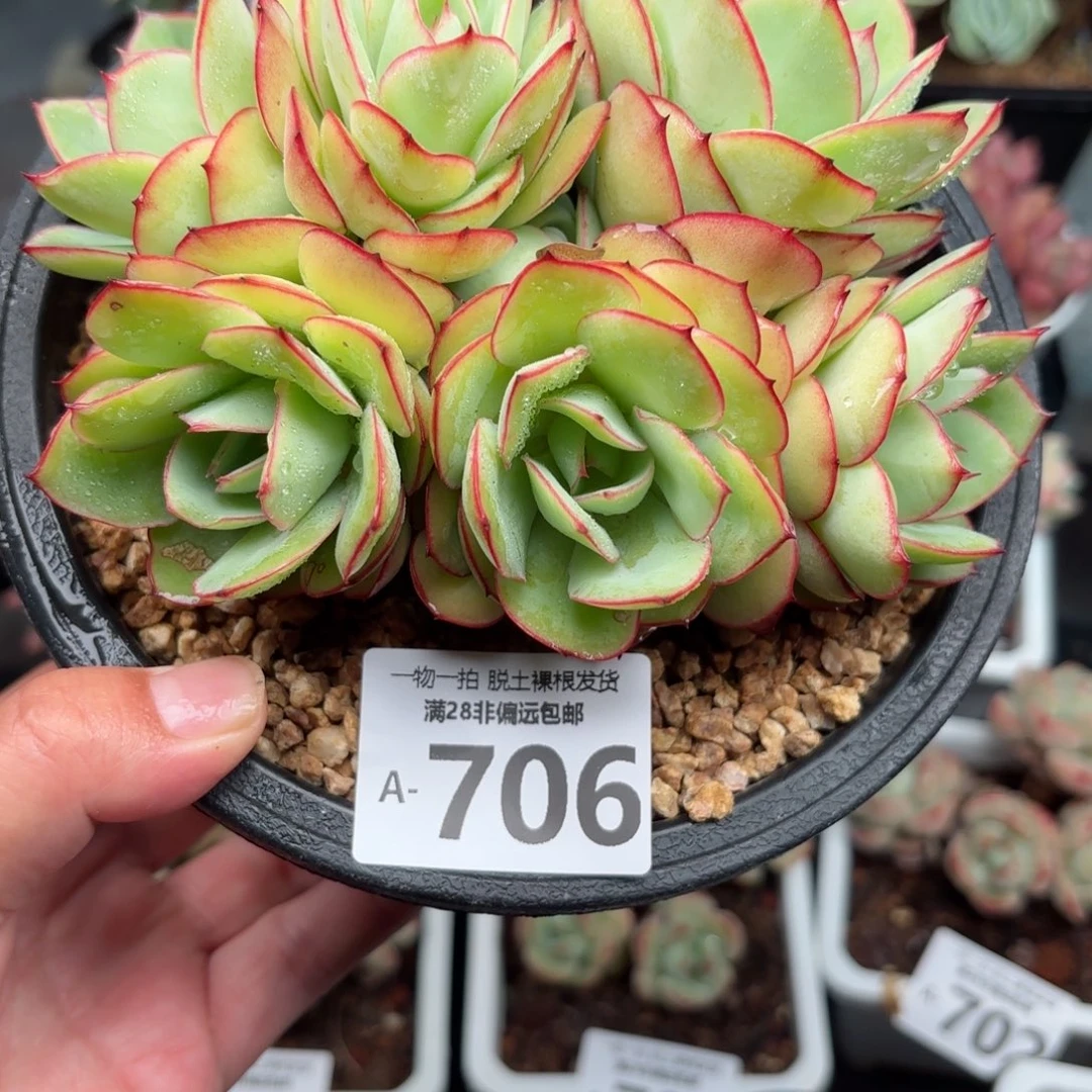 牡丹亭多肉多肉多肉多肉