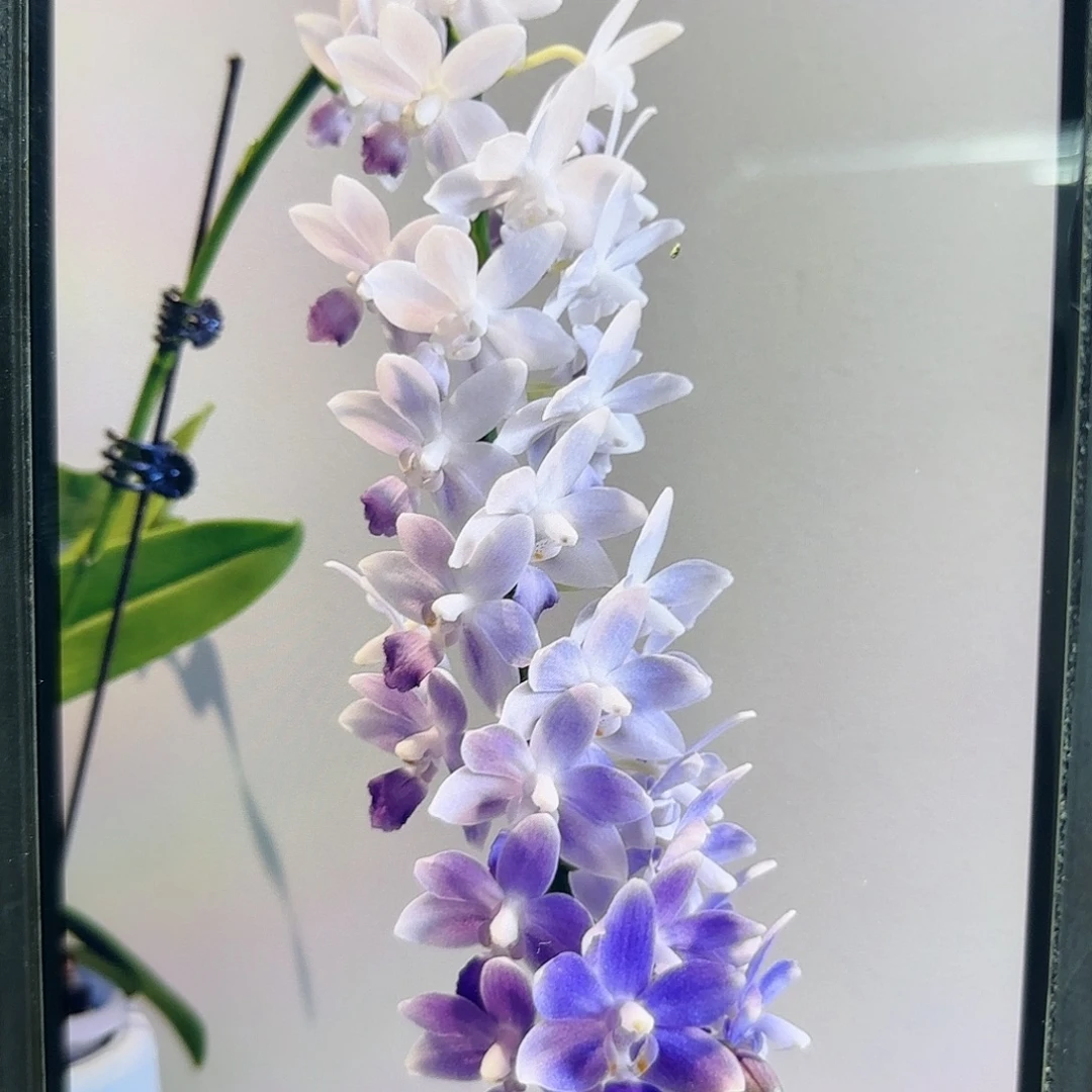 当前无花栽培后可以开花蓝星