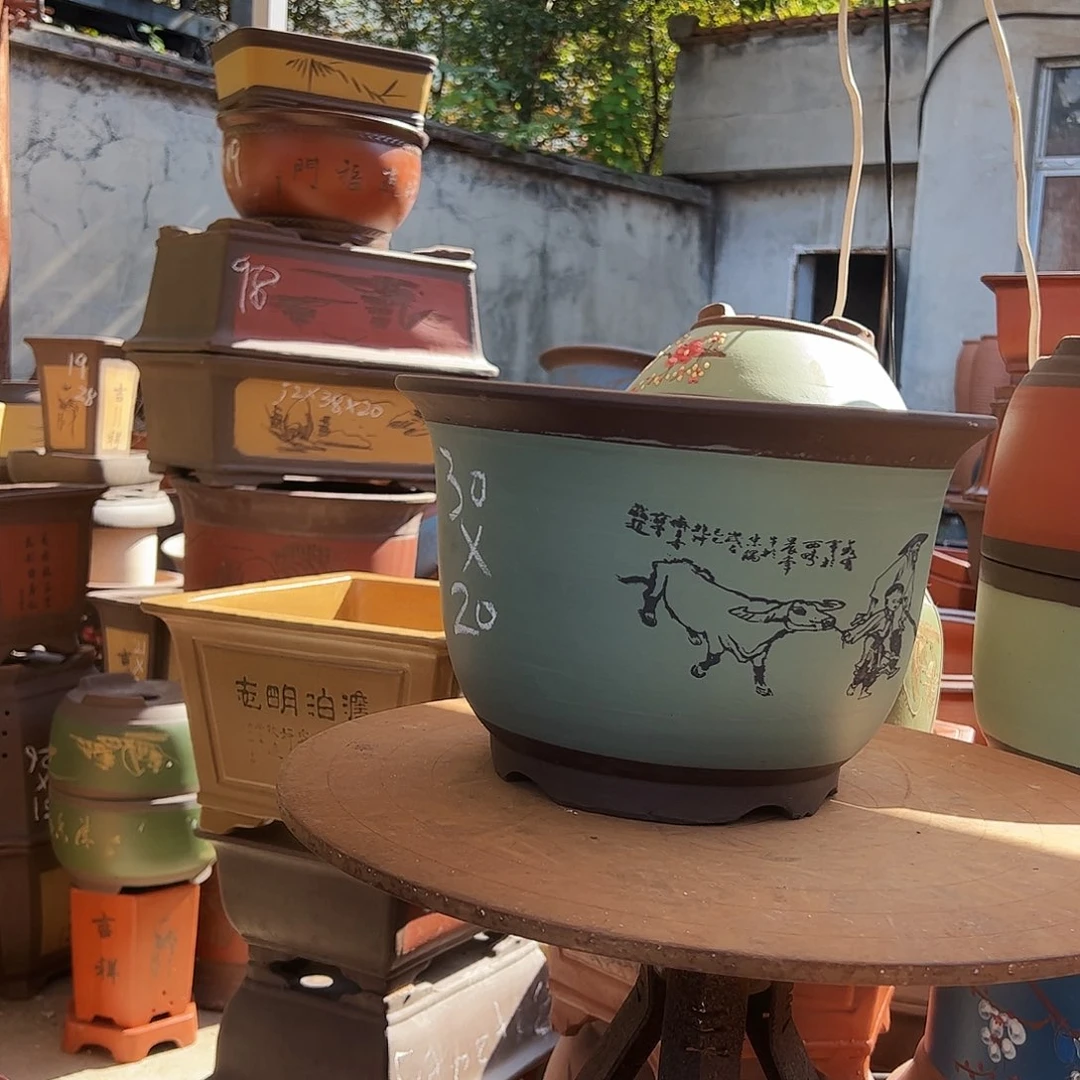 30绿放牛娃平角金钟花盆花盆