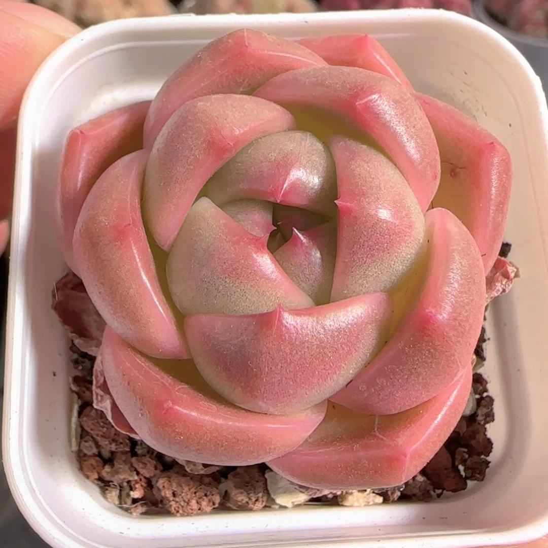 多肉1229-155钻石珍妮