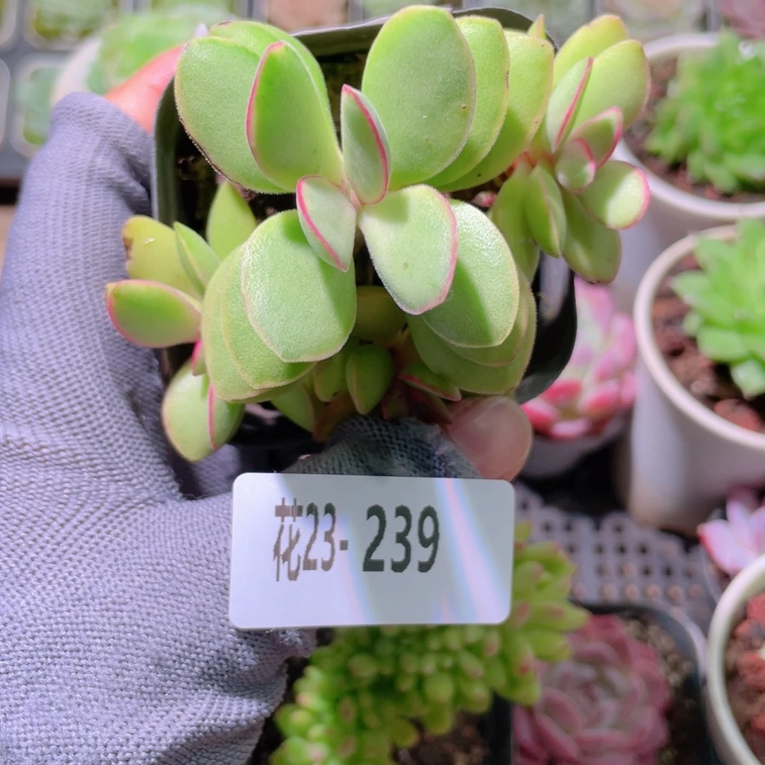 花利美23-239糖果锦
