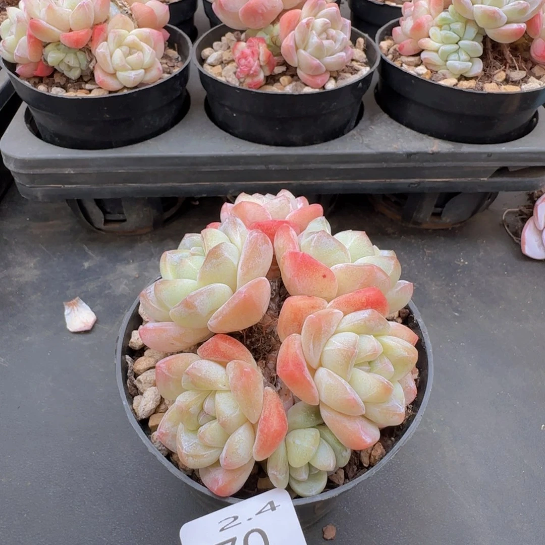 蛇*✨冰玉老桩一颗脱土发货