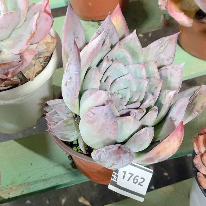 【闪购商品】紫卡1762