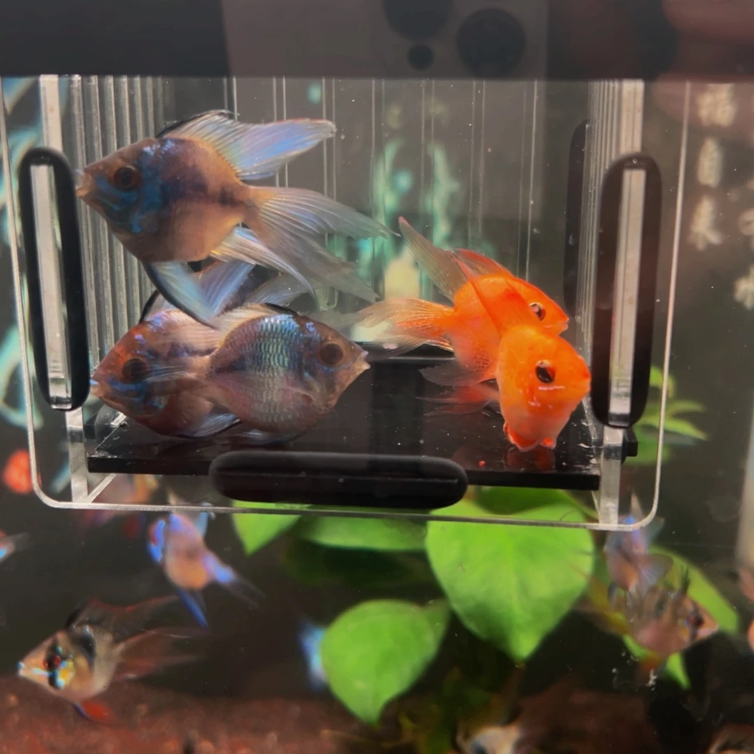 短鲷鱼蓝波两对送两条金波公鱼