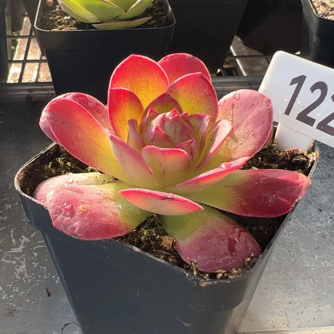 天籁122山地玫瑰多肉