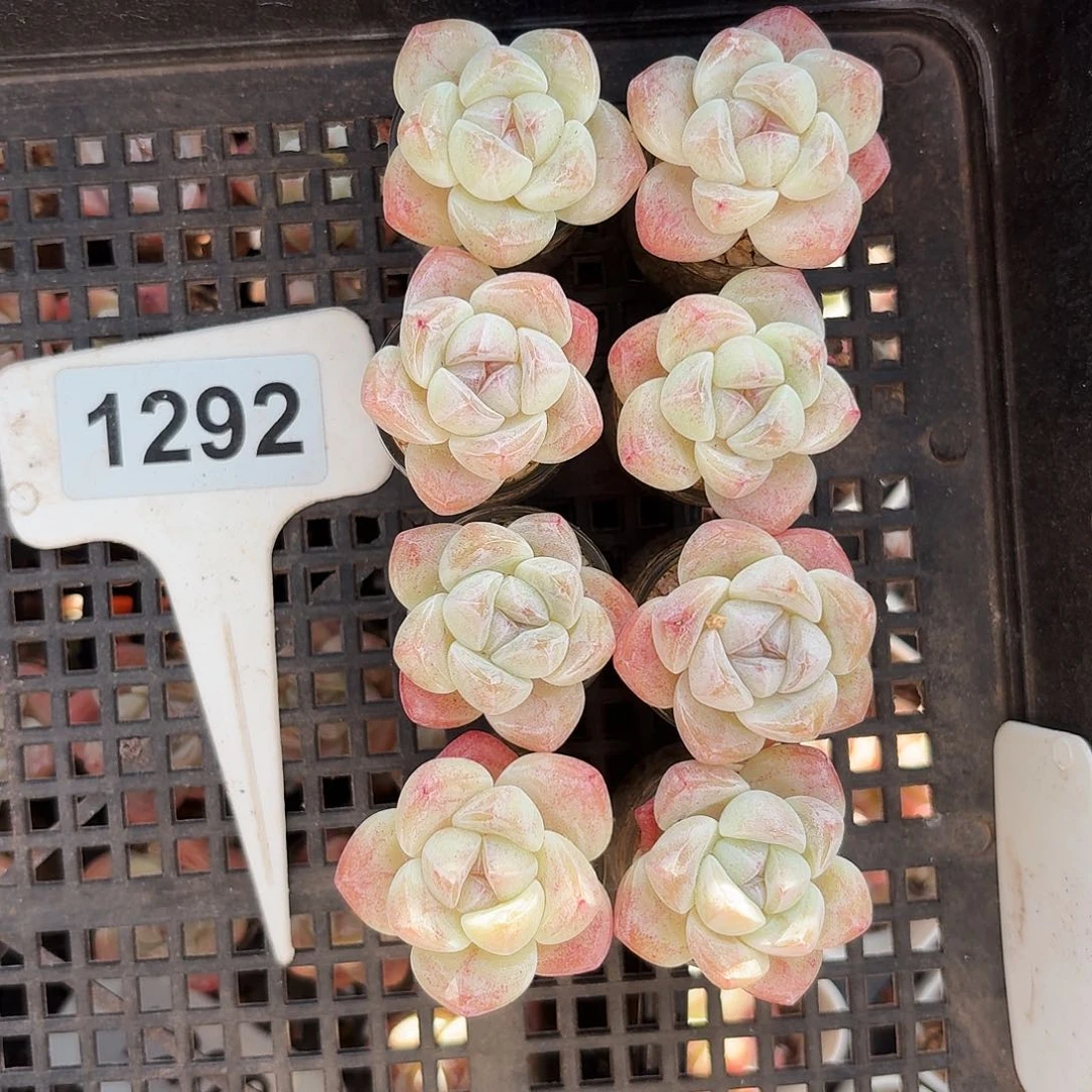 紫**宸白底冰玉单头1292号