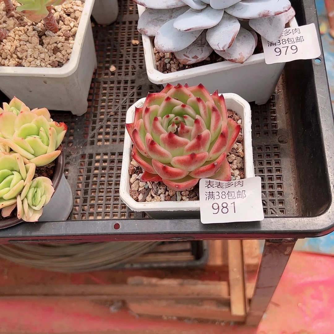 皇***玛多肉一物一拍植物981