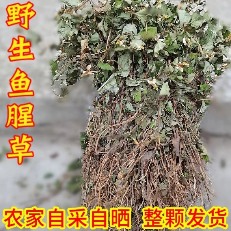 鱼腥草野生山货不硫熏太阳光自然晒干
