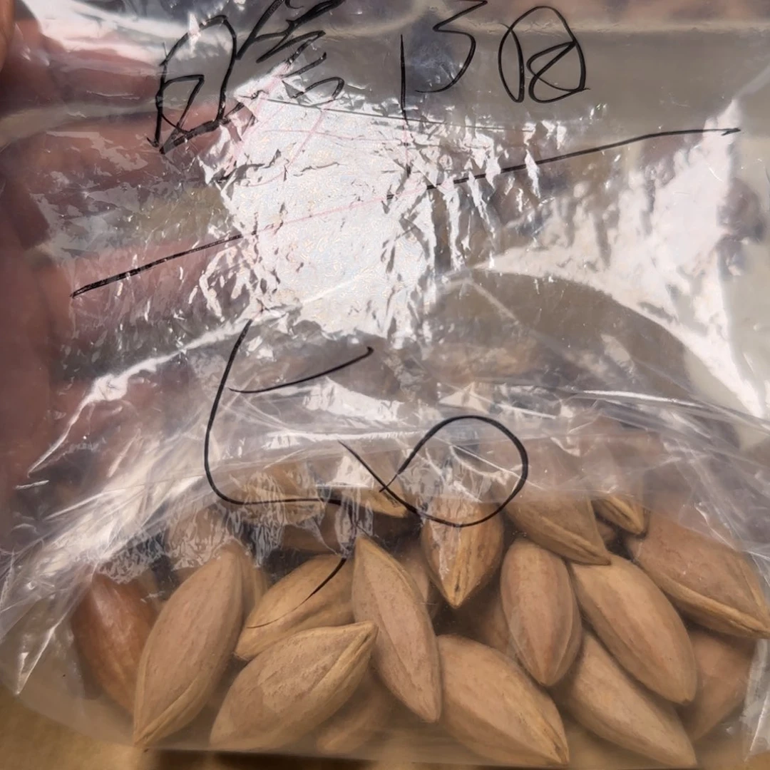【闪购商品】橄榄核手串/手链暖**梧1111111111